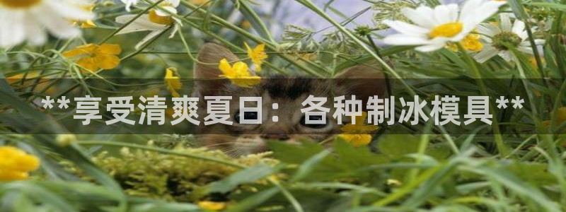 澳门太阳成城集团洗米华：**享受清爽夏日：各种制冰模具**